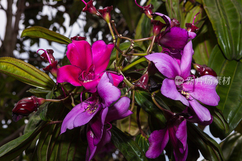 Tibouchina Lepidota, Alstonville，或者Glory tree。